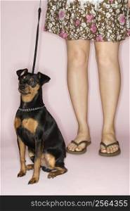 Caucasian woman legs with Miniature Pinscher dog on leash against pink background.