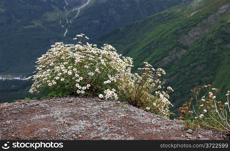 Caucasus mountain landscape and bush of camomiles
