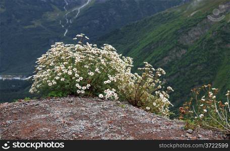 Caucasus mountain landscape and bush of camomiles