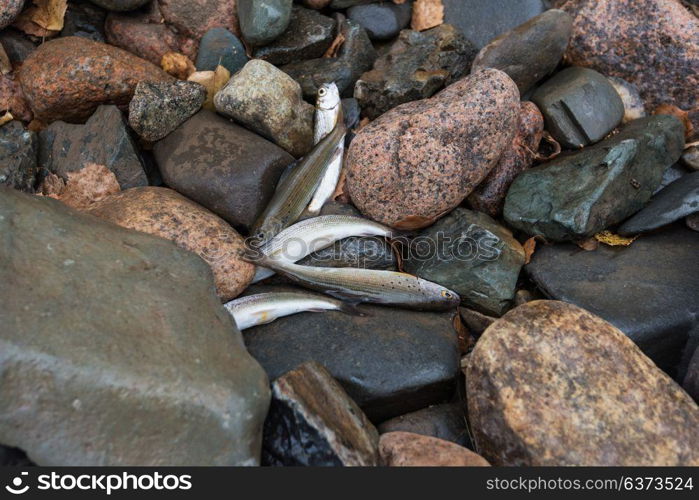 caught grayling fish. caught grayling fish on the stones