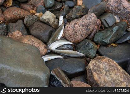 caught grayling fish. caught grayling fish on the stones