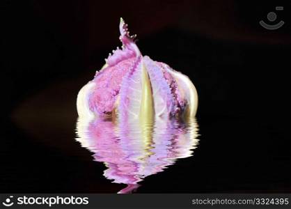 Cauliflower on a black background with reflection in rippled water. Purple Cauliflower