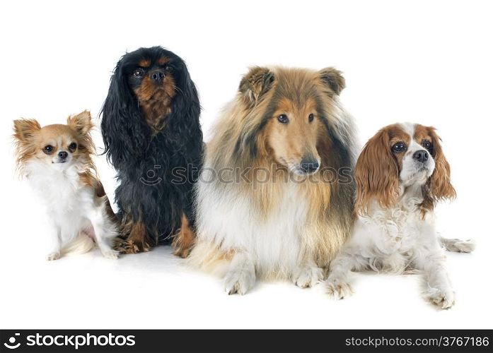 cavalier king charles and collie in front of white background