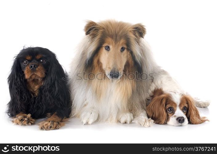 cavalier king charles and collie in front of white background