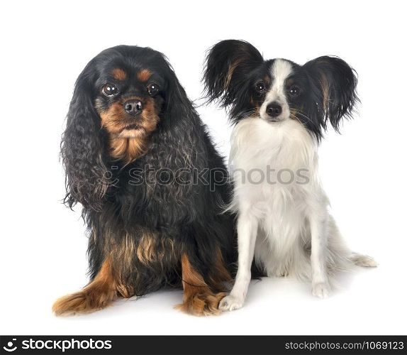 cavalier king charles and papillon in front of white background