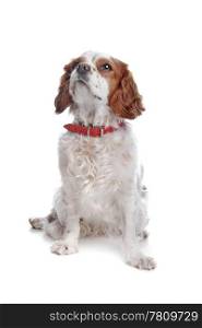 cavalier king charles. cavalier king charles in front of a white background