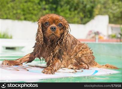 cavalier king charles in a swimming pool