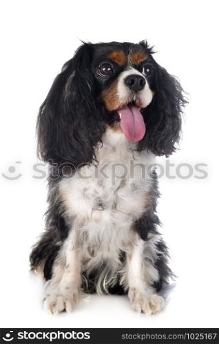 cavalier king charles in front of white background