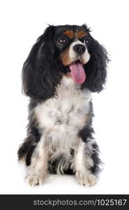 cavalier king charles in front of white background