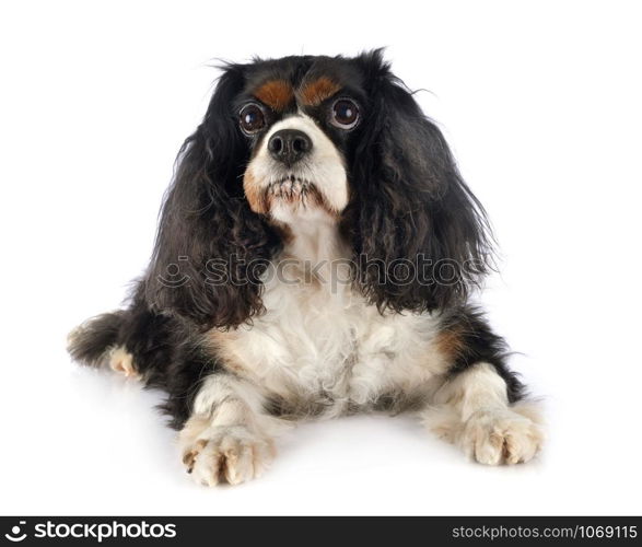 cavalier king charles in front of white background