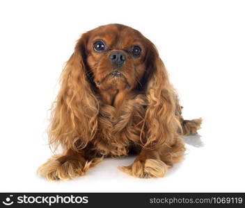 cavalier king charles in front of white background