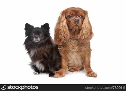 Cavalier King Charles Spaniel and a black chihuahua. Cavalier King Charles Spaniel and a black chihuahua in front of a white background