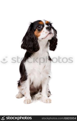 cavalier king charles spaniel. cavalier king charles spaniel in front of a white background
