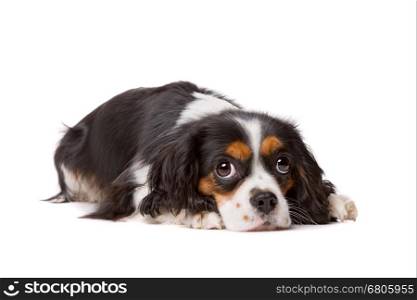 cavalier king charles spaniel. cavalier king charles spaniel in front of a white background
