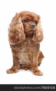 Cavalier King Charles Spaniel. Cavalier King Charles Spaniel in front of a white background