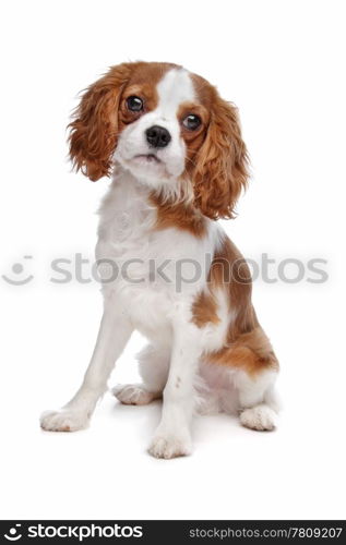 Cavalier King Charles Spaniel. Cavalier King Charles Spaniel in front of a white background