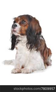 Cavalier King Charles spaniel. Cavalier King Charles spaniel in front of a white background