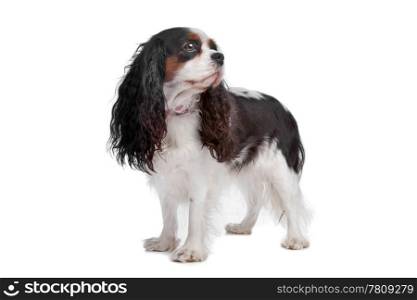 Cavalier king charles spaniel dog. Cavalier king charles spaniel dog isolated on a white background