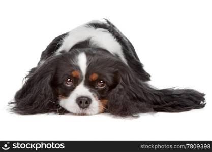Cavalier King Charles Spaniel dog. Cavalier King Charles Spaniel dog isolated on a white background