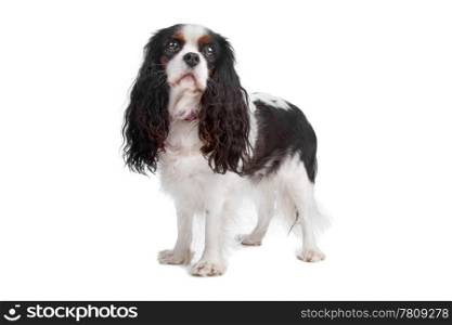 Cavalier king charles spaniel dog. Cavalier king charles spaniel dog standing, isolated on a white background