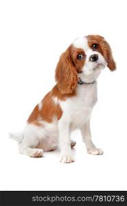 Cavalier King Charles Spaniel puppy. Cavalier King Charles Spaniel puppy on a white background