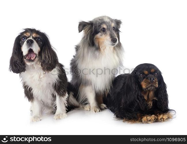 cavalier king charles three little dogs white background