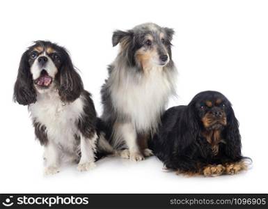 cavalier king charles three little dogs white background