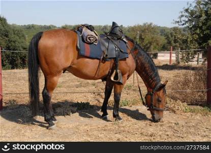 Cavalry horse, Civil War reenactment, Clements, California