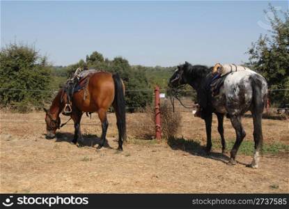 Cavalry horses, Civil War reenactment, Clements, California