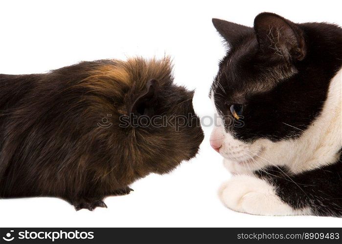 cavy and cat looking at each other isolated on white