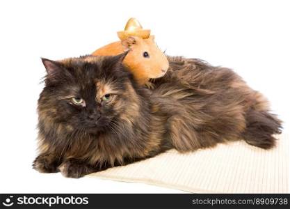 cavy and cat together friendship symbol isolated on white