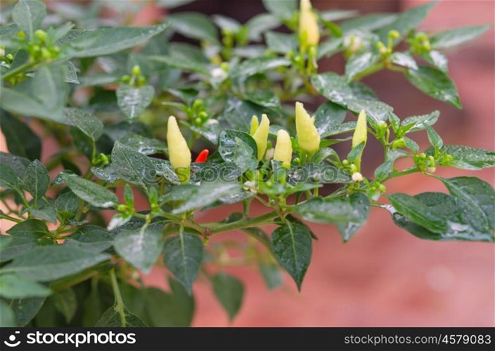 cayenne pepper grow on tree , green chili