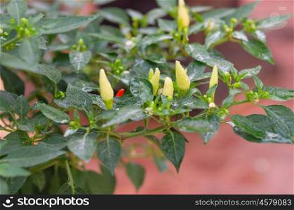 cayenne pepper grow on tree , green chili
