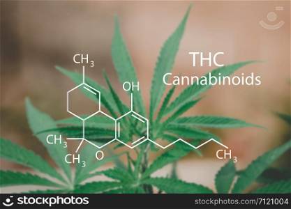 CBD Structural Formula, Cannabis Industry, Growing Marijuana, Pharmacy Business, CBD Elements and THC in Marijuana, Marijuana and Medical Marijuana Health