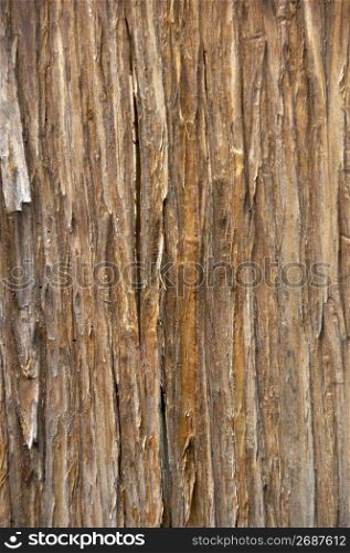Cedar bark