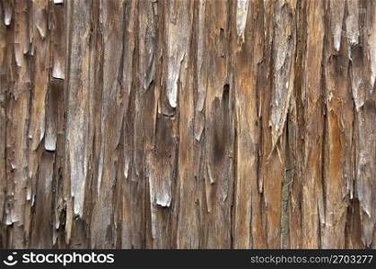 Cedar bark