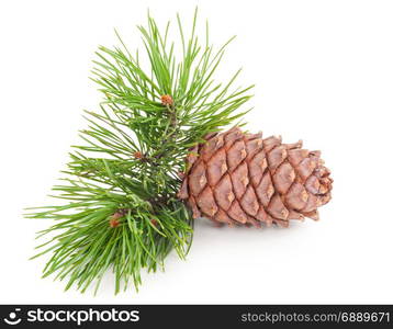 Cedar cone with branch