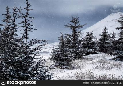 Cedar Mountains in winter, beautiful wintertime landscape, fir trees covered with white clean snow during snow storm in high mountains, peaceful winter view, Lebanon