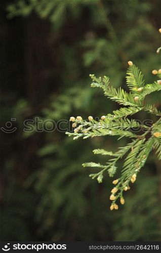 Cedar spore