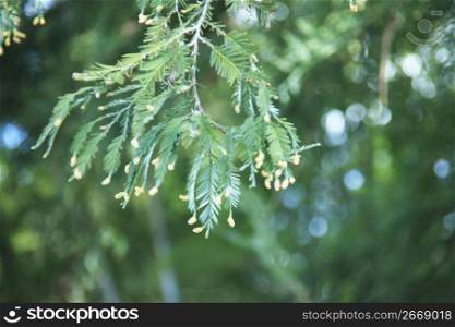 Cedar spore