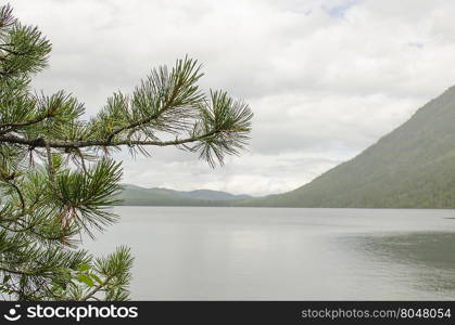 cedar tree branch against the gray sky and mountains