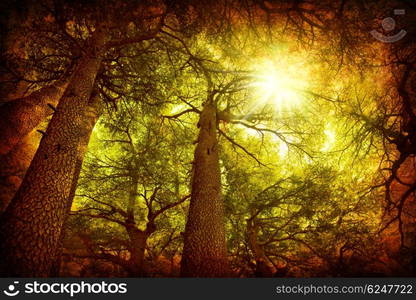 Cedar tree forest, rare Lebanese kind, grungy style photo