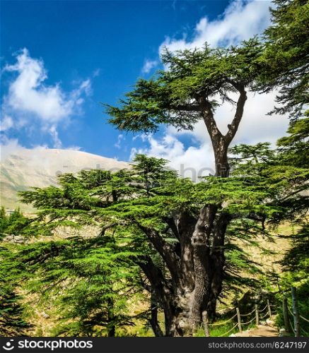 Cedar woods in the mountains on blue sky background, Lebanese nature, beautiful landscape, evergreen tree forest, summer tourism concept