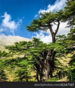 Cedar woods in the mountains on blue sky background, Lebanese nature, beautiful landscape, evergreen tree forest, summer tourism concept
