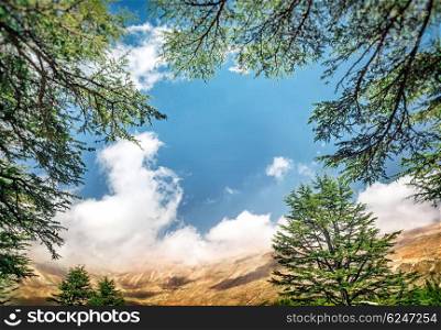 Cedars of Lebanon, beautiful ancient cedar tree forest in the mountains over blue sky background, amazing Lebanese nature, peaceful landscape of a National Park Reserve, North of Lebanon