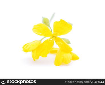 celandine on a white background