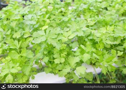 Celery leaf vegetable hydroponic farms garden, organic vegetable gardening with fresh vegetable celery leaf planting , in the greenhouse garden eco friendly gardening nature plant