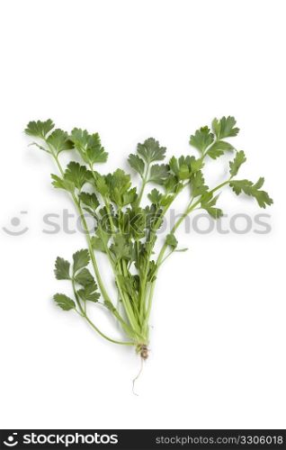 Celery leaves isolated on white background