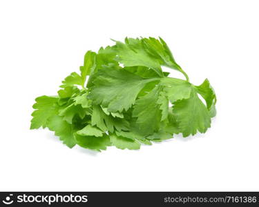 Celery leaves isolated on white background