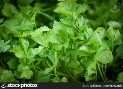 celery plantation / green parsley leaf vegetable growing in the garden